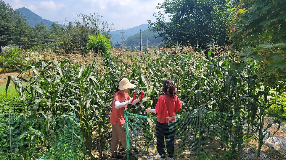 행복동산펜션 사진 2