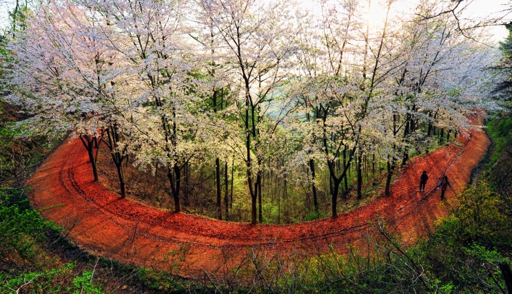 여름휴가, 걷기 좋은 명품숲길과 함께하세요! 여름휴가, 걷기 좋은 명품숲길과 함께하세요!
