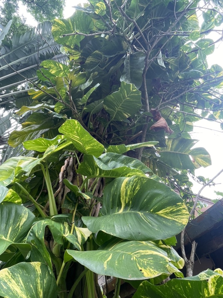 몬스테라 키우기 태국 현지 식물 구경