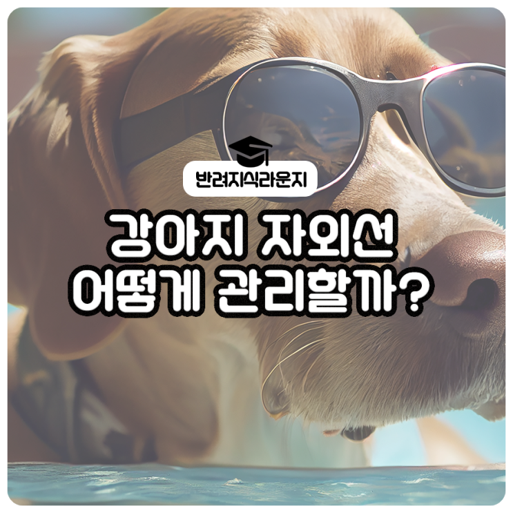  여름철, 강아지 자외선 어떻게 관리할까?