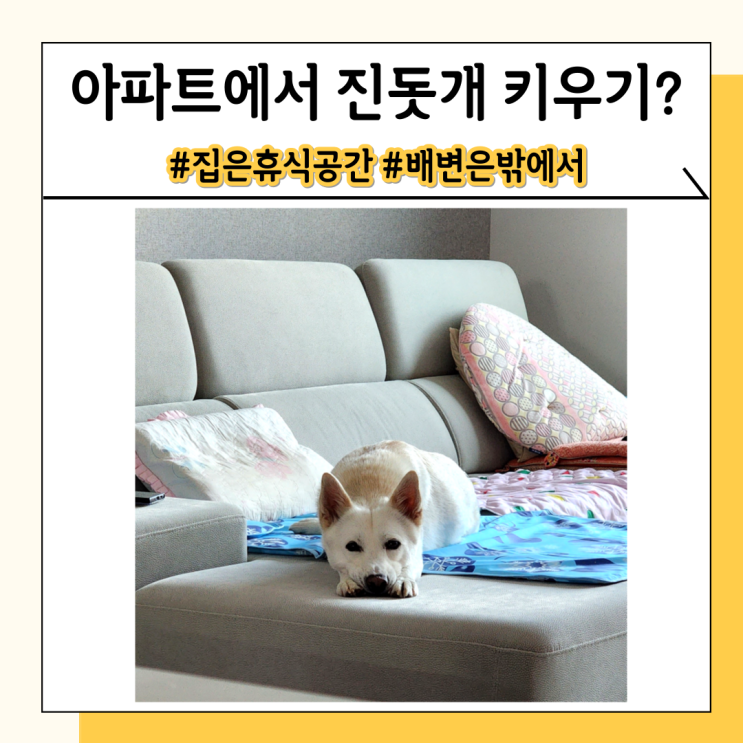 진돗개 아파트에서 키우기 훌륭한 견종이니 걱정하지 마세요 진돗개 아파트에서 키우기 훌륭한 견종이니 걱정하지 마세요
