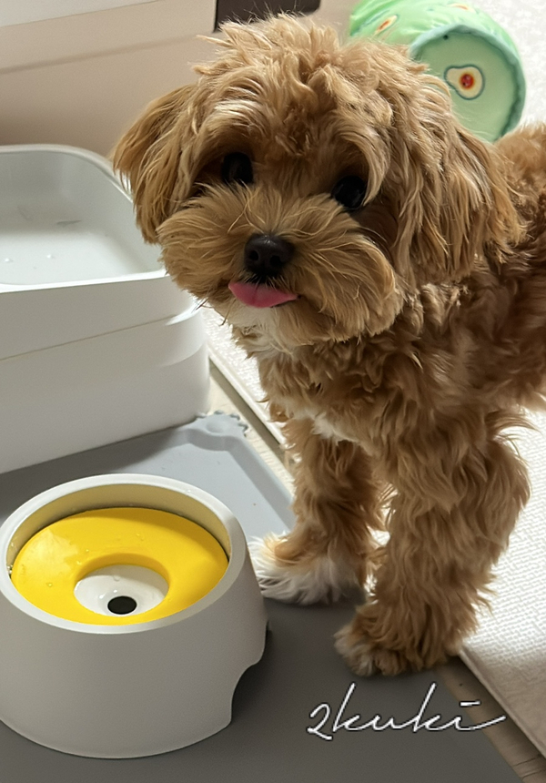 강아지 물그릇 요기펫 켁켁거림 사레 방지 해요