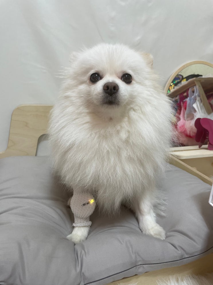  이아소펫 강아지 슬개골탈구 예방 의료기기 고관절 보호대