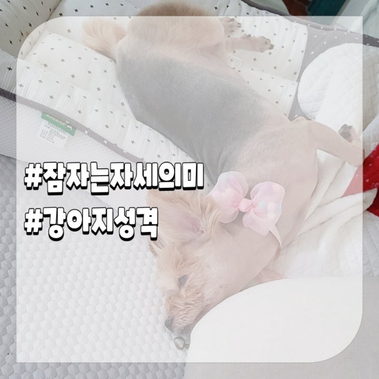  강아지 잠자는 자세 의미와 성격