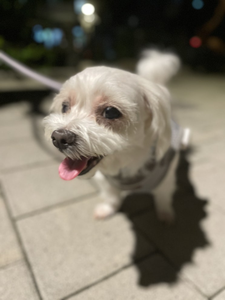  강아지 산책일지 6 - 산책의 주도권