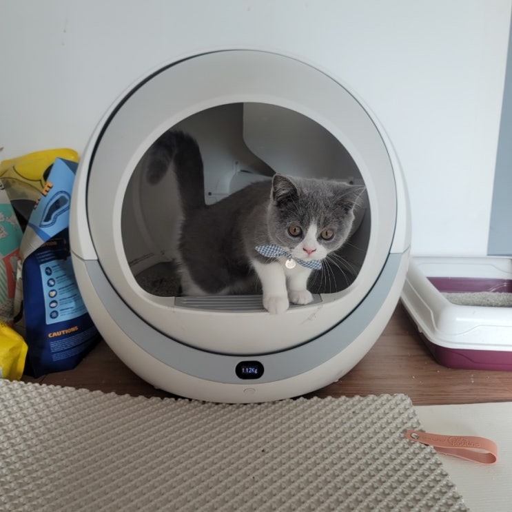  고양이 배변훈련 배변실수 이유는?