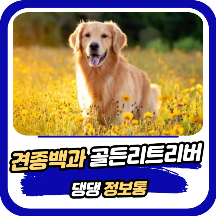  골든리트리버 기본정보 포토 특징 수명 성격 등