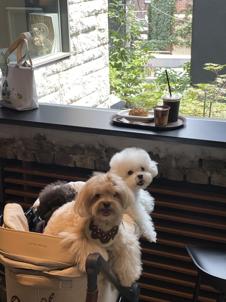  (일상끄적) 서울 중구 애견동반 카페 펄시커피 & 애매한 애견동반 미즈컨테이너 with 동구라미