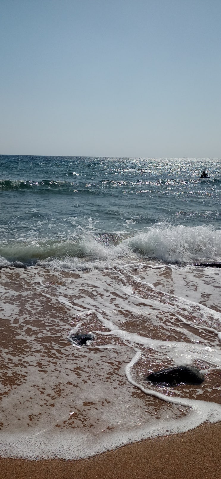 [전국부동산114] 8월3일탄생화 수박풀 (Flower of an Hour) / 아욱과/원산지중앙아프리카