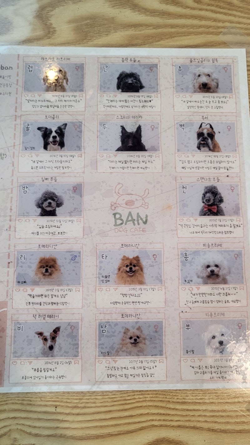 ban dog cafe