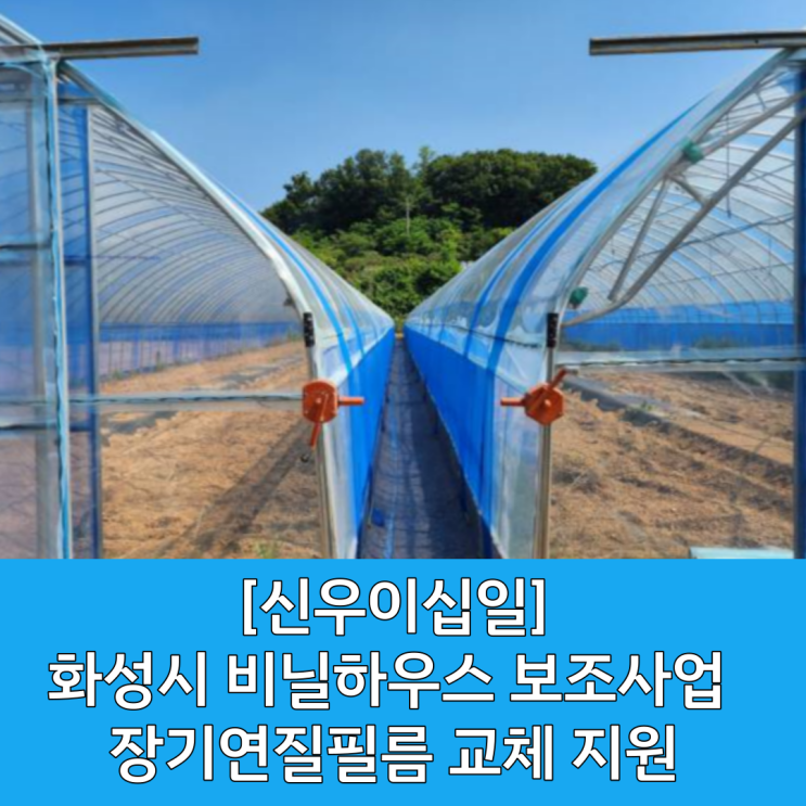  [화성시 비닐하우스] 장기연질필름 교체 / PO필름 교체 / 비닐 피복 교체 / 비닐하우스 시공 / 화성시비닐하우스 / 화성시 농자재 / 화성농자재마트 / 주말에 문여는 농자재