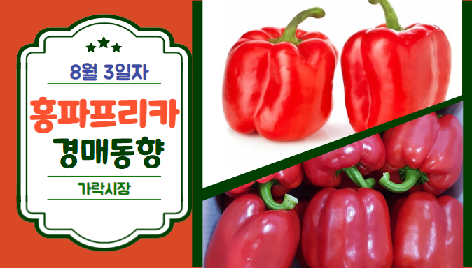  [경매사 일일보고] 8월 3일자 가락시장 홍파프리카 경매동향을 살펴보겠습니다!