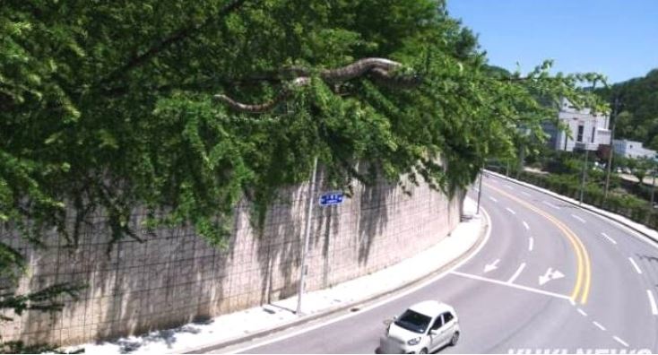  태백 구렁이는 일광욕 나온 황구렁이? (합성 논란)