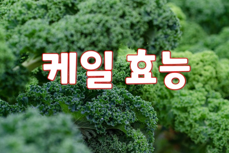  케일 효능 : 녹황색 채소 중 채소의 왕 슈퍼푸드 알고 먹자!