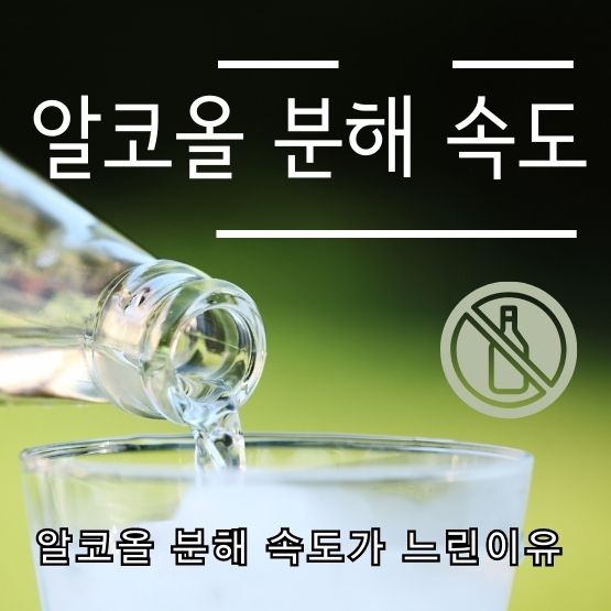  간 회복 시간 음주