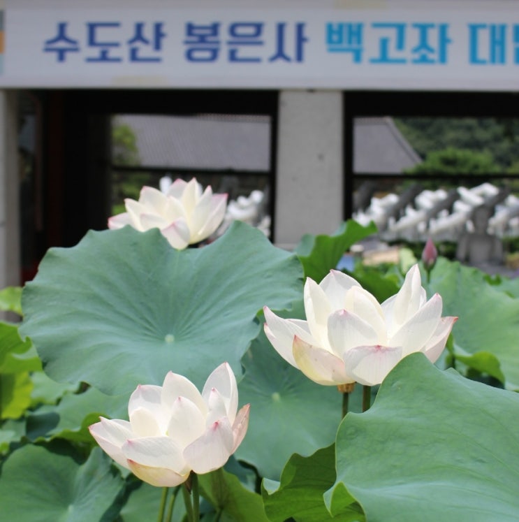 봉은사 야경 연꽃축제 주차 개방시간 맛집 꿀팁 서울 가볼만한곳