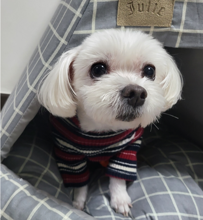  굶지마 강아지! 고양이! 스마트 자동급식기 디클 AT-210 샀어요.