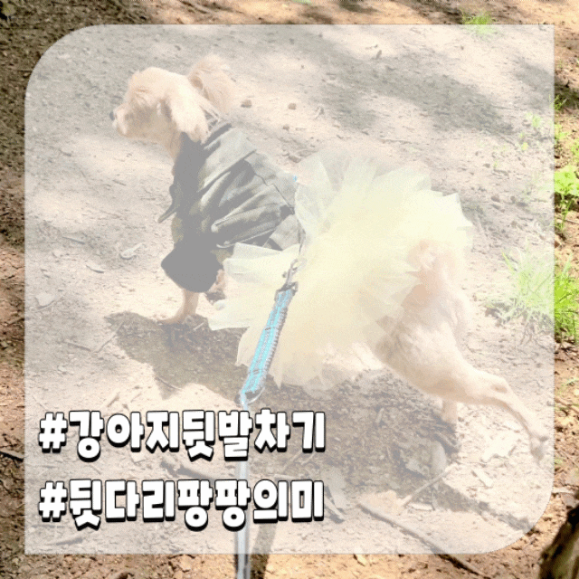  강아지 뒷발차기 이유 뒷다리 쭉쭉 의미