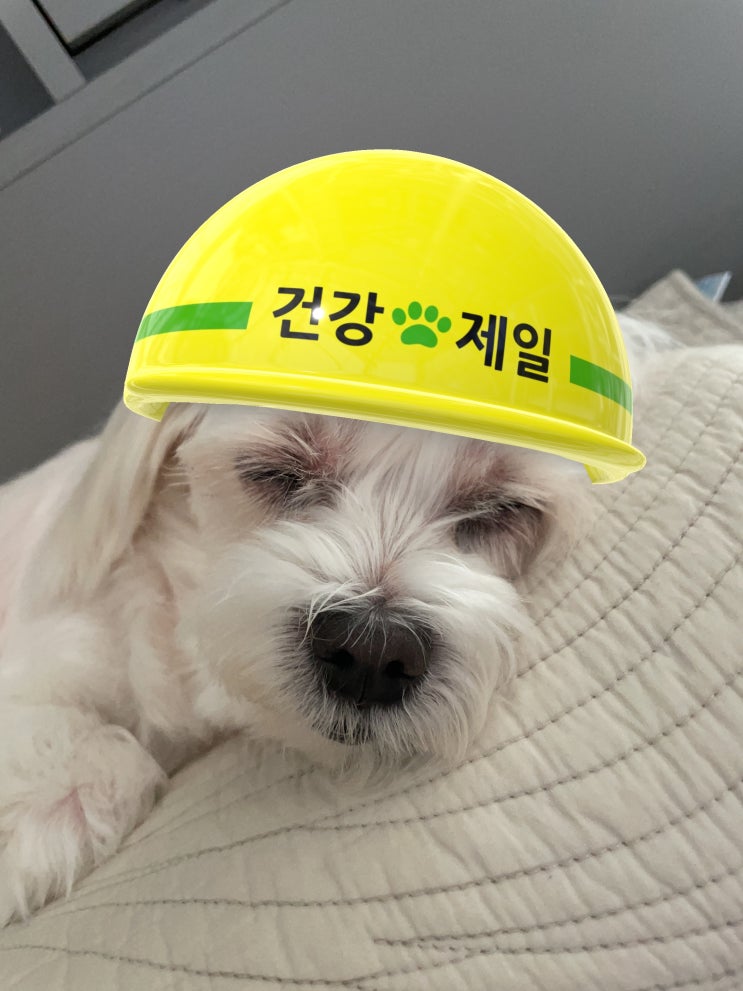  반려동물 의료비 지원 우리동네 동물병원 (서울, 경기도)