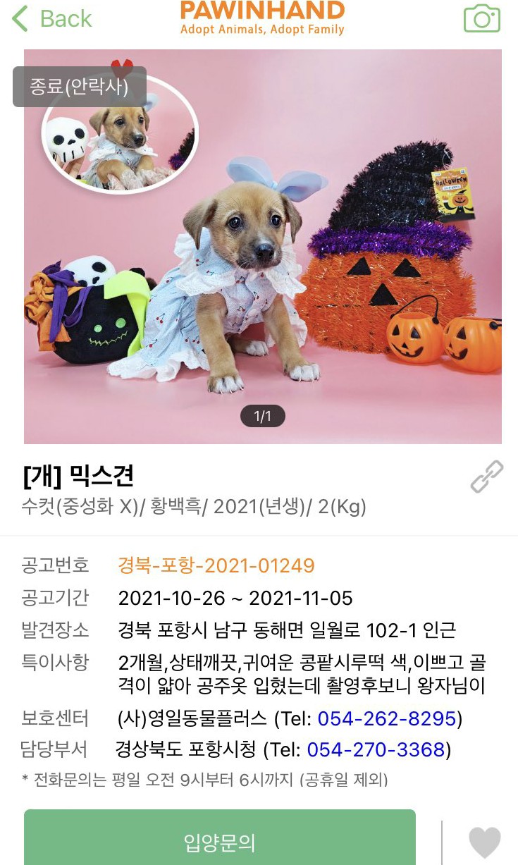  펫숍 번식·학대 보며 인간혐 극심: 당연한 현실을 모르는 국평오들의 청순한 뇌가 극혐