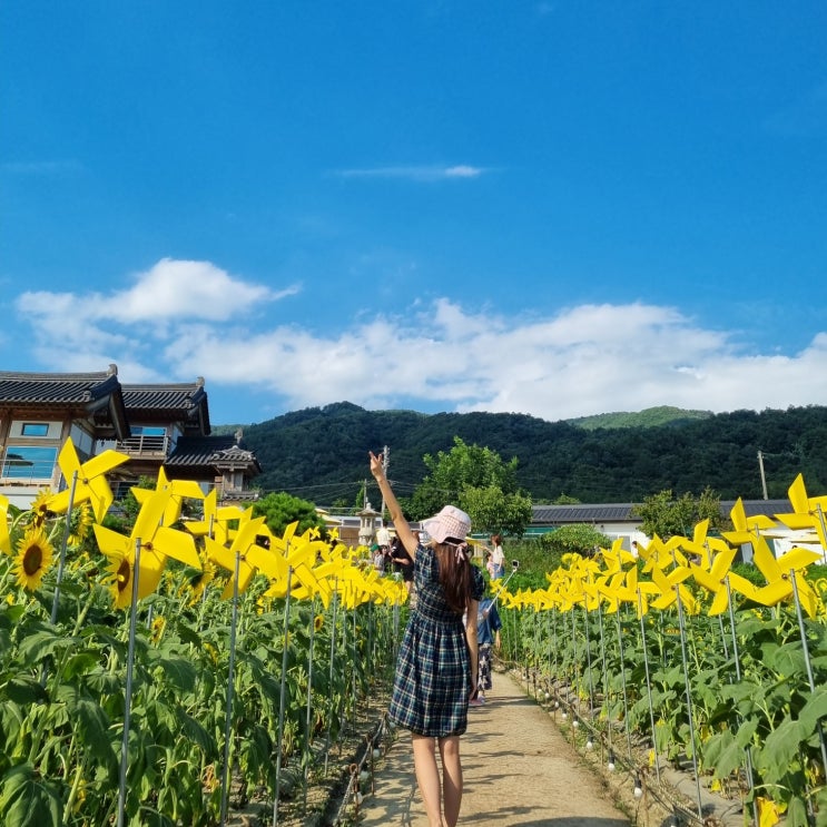  경주 해바라기 카페 경주 바실라 카페 해바라기 명소 개화상황 8월 경주 가볼만한곳