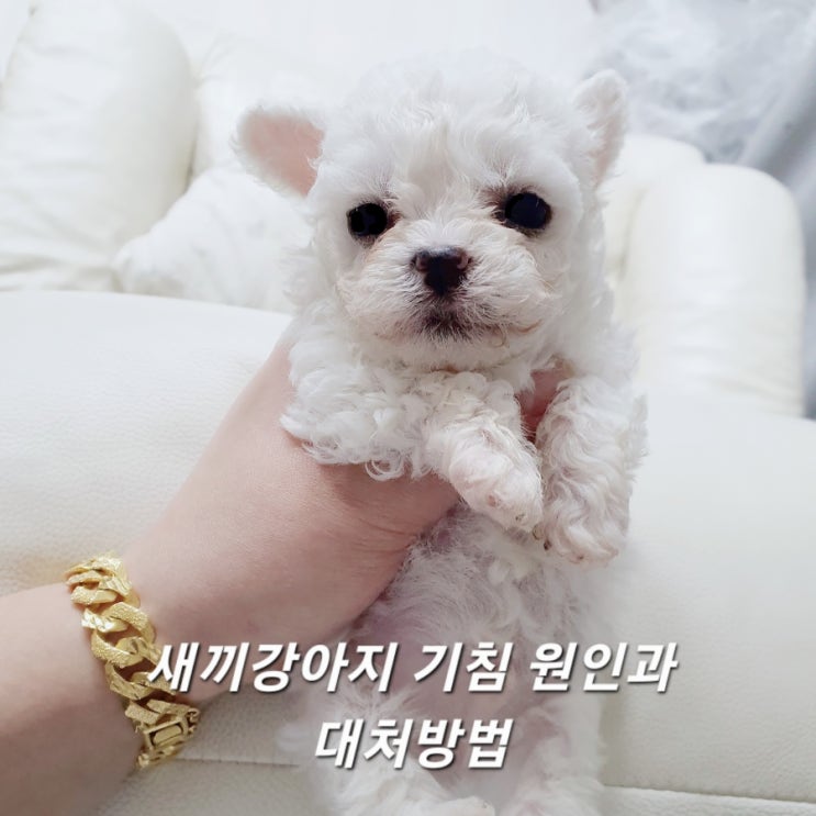  분양후 새끼강아지 기침 원인과 대처방법 안읽으면 후회합니다