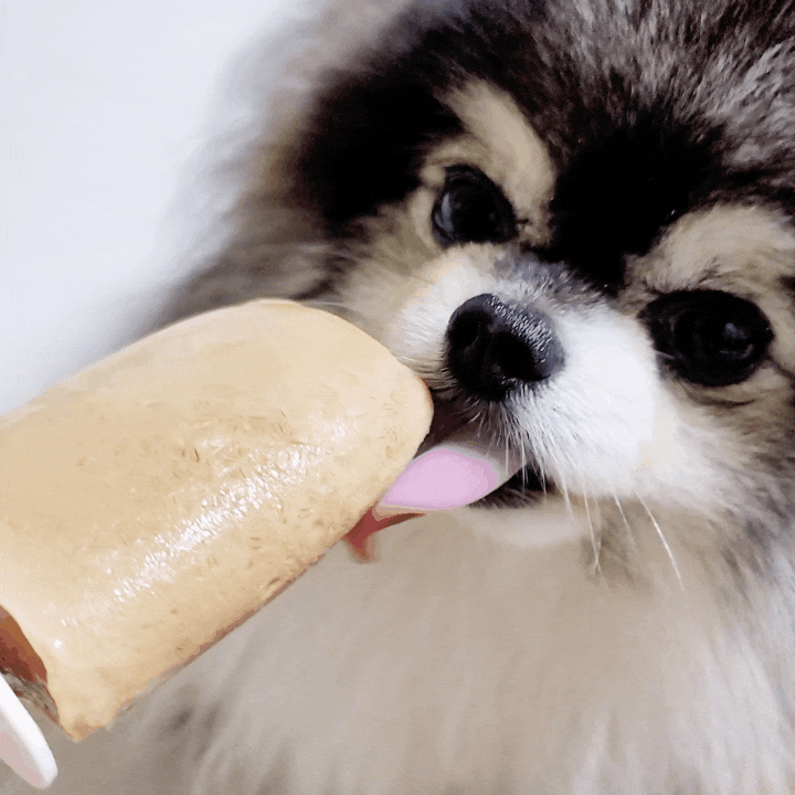 강아지 아이스크림 만들기 여름 더위나기 수제간식