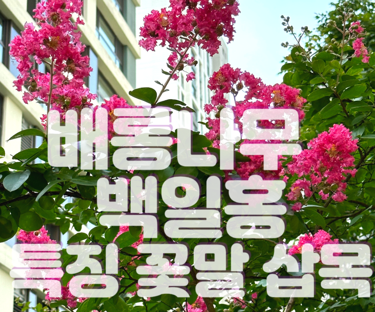 배롱나무 백일홍나무 특징 꽃말 개화시기 삽목