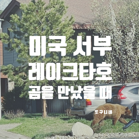  미국 서부 레이크 타호 여행 중 야생 곰을 만났을 때 대처법