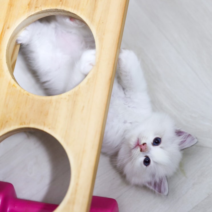 고양이 행동 해석, 사냥 놀이시 뛰기전 엉덩이 씰룩씰룩 흔드는 이유.