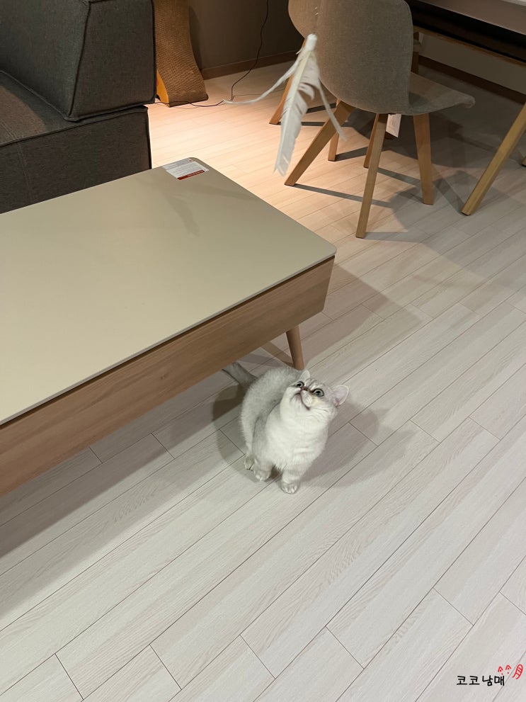  [내돈내산] 쥬아펫 - 고양이 낚시대 장난감