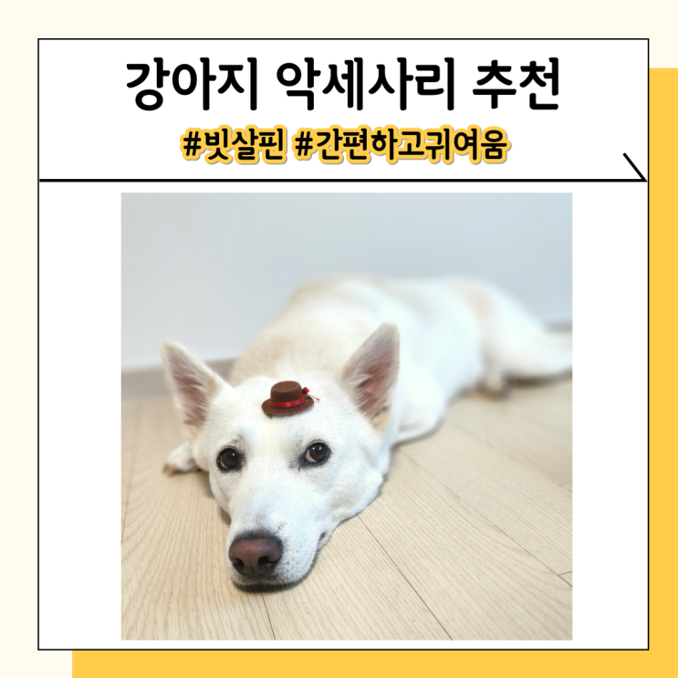강아지 빗살핀 단모종인 진돗개도 사용할 수 있는 악세사리 강아지 빗살핀 단모종인 진돗개도 사용할 수 있는 악세사리