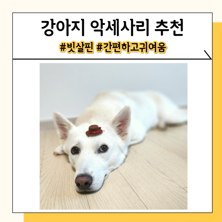 강아지 빗살핀 단모종인 진돗개도 사용할 수 있는 악세사리