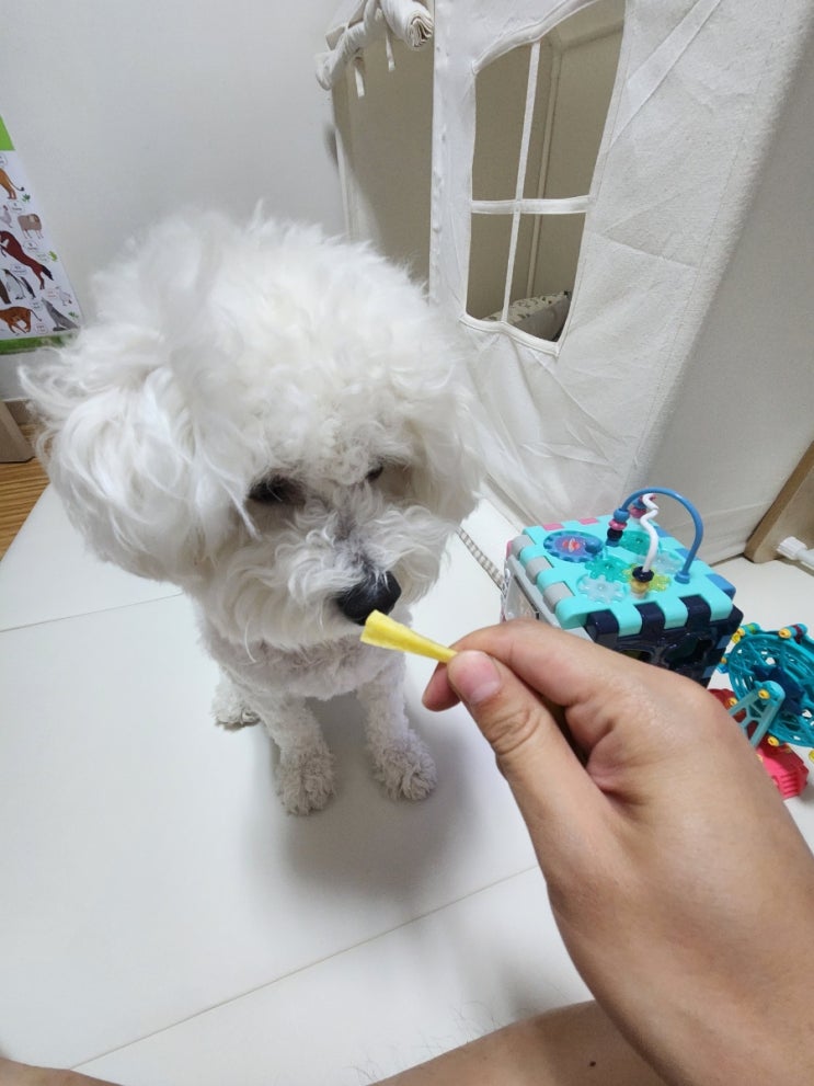  강아지 고구마 간식 만들기