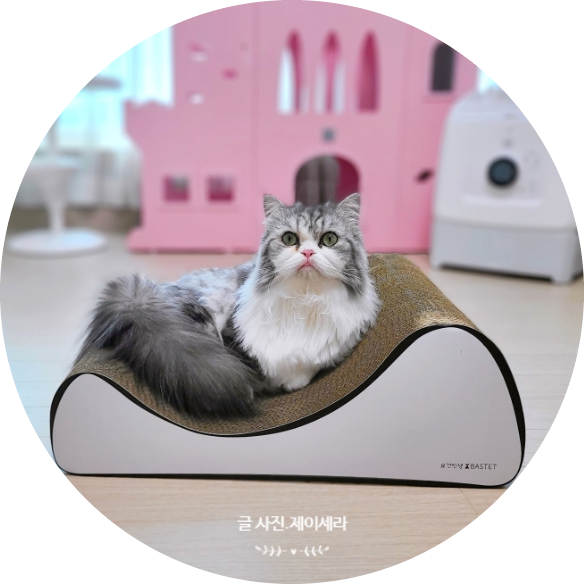  고양이 스크래쳐 튼튼하고 냥이들이 좋아하는 걸로 선택해요