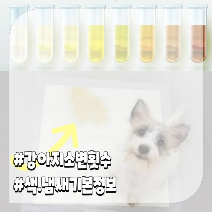 강아지 소변냄새 소변색 소변횟수 기본정보
