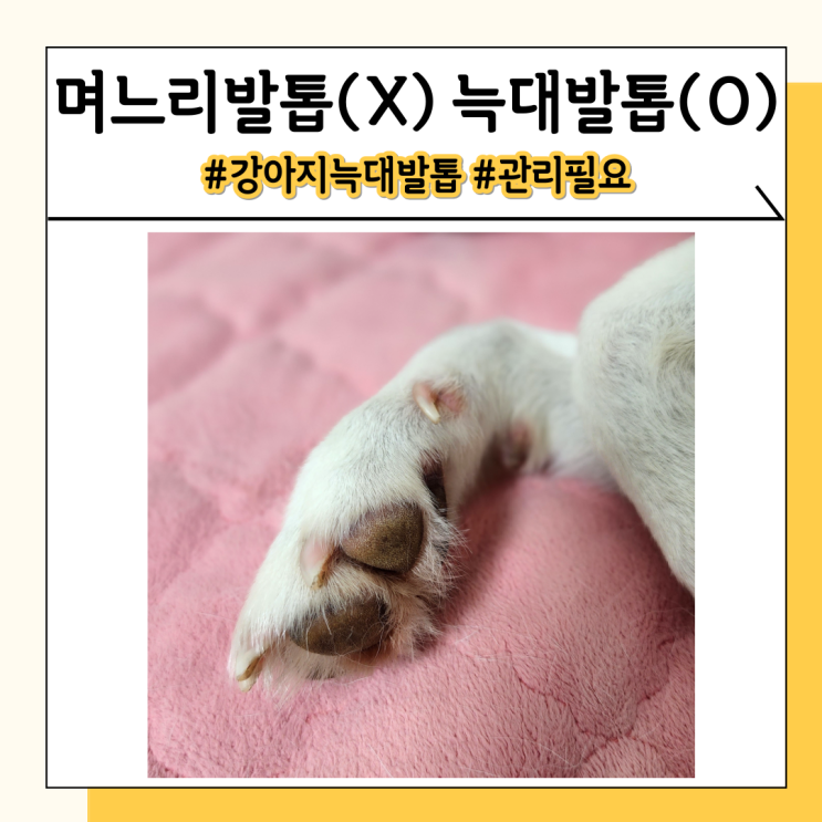 강아지 며느리발톱은 과거의 흔적. 앞으로 늑대발톱이라 불러요 강아지 며느리발톱은 과거의 흔적. 앞으로 늑대발톱이라 불러요