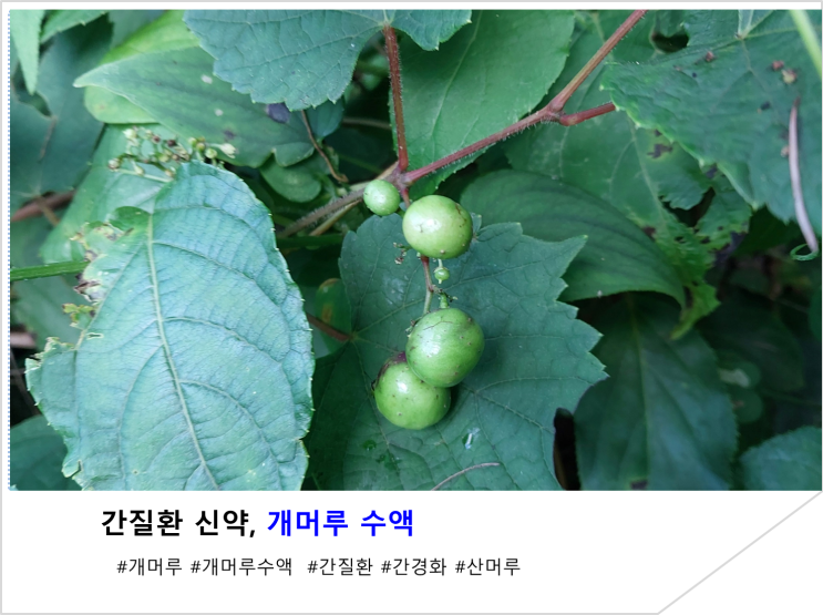  간질환 신약, 개머루 수액