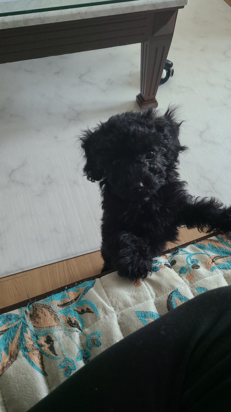 너 티야 강아지 푸들 | TikTok, image size:800x1422