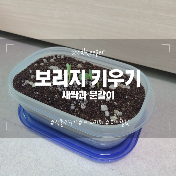 [식물키우기] 씨드키퍼 seedkeeper 식물 키우기 보리지 새싹 분갈이