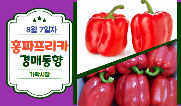 [경매사 일일보고] 8월 7일자 가락시장 홍파프리카 경매동향을 살펴보겠습니다!