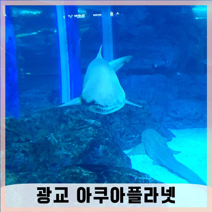 수원 광교 아쿠아리움 아쿠아플라넷 예매 할인정보