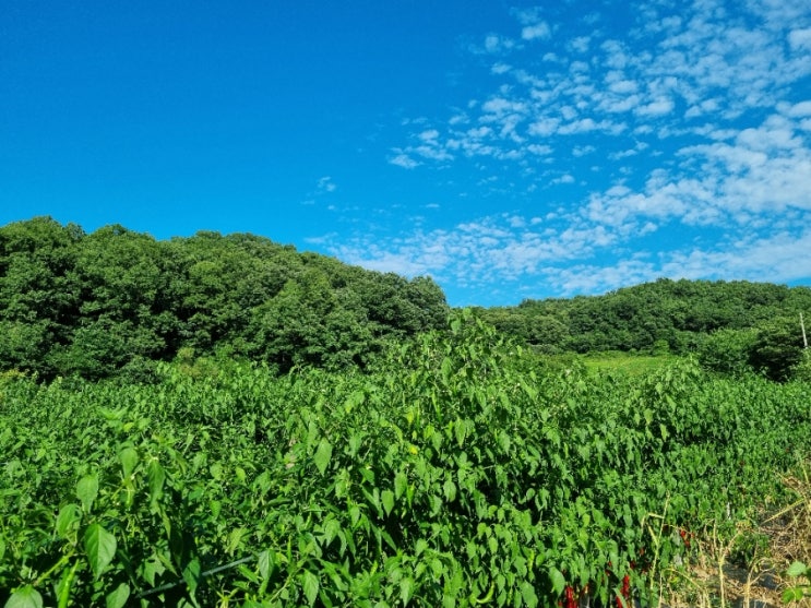  연천 노지 고추농사 홍고추 꽈리고추 청양고추 수확
