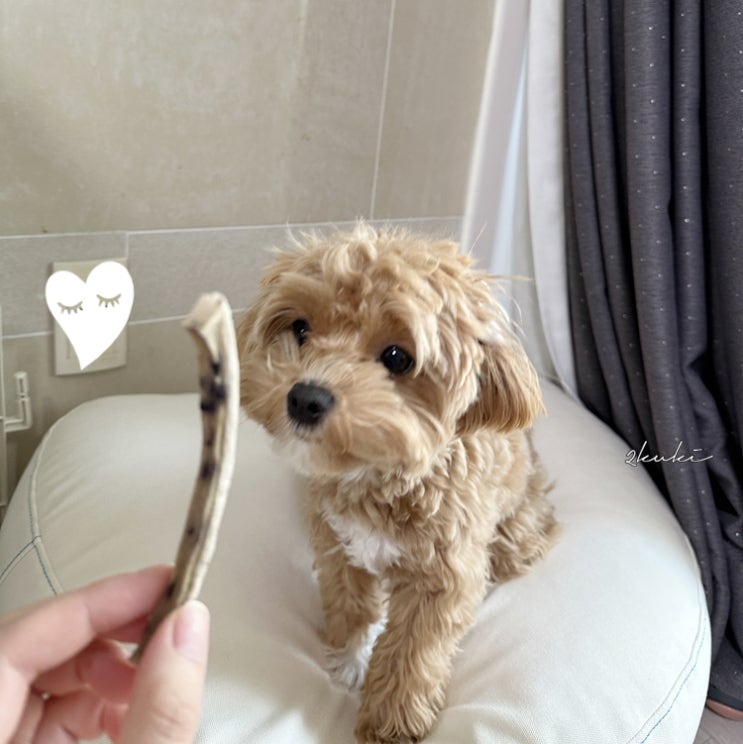  강아지 우유껌 만들기 에어프라이어 건조기 2가지 방법