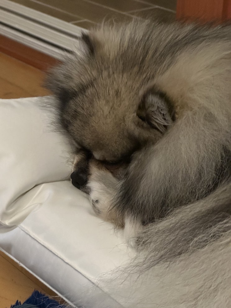 더울때는 역시 물침대!