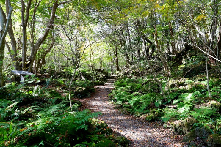 국내 최고의 걷기좋은 명품숲길 20 여름에 걷기 좋은 숲길
