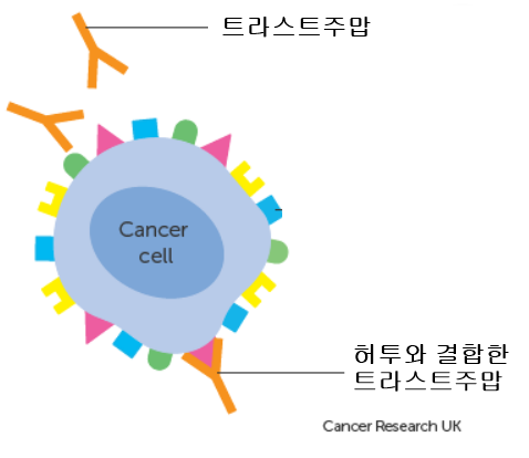  29. 표적치료제 허셉틴, 퍼제타, 캐싸일라, 엔허투는 어떻게 암세포를 죽일까요?