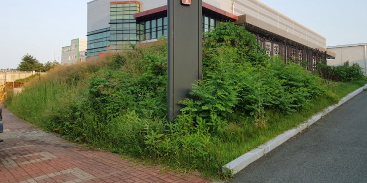  대구 동구 잔디 깎기 잡초  예초작업