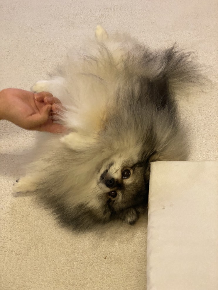  발라당 꾸꾸씨