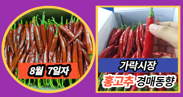  [경매사 일일보고] 8월 7일자 가락시장 홍고추 경매동향을 살펴보겠습니다!